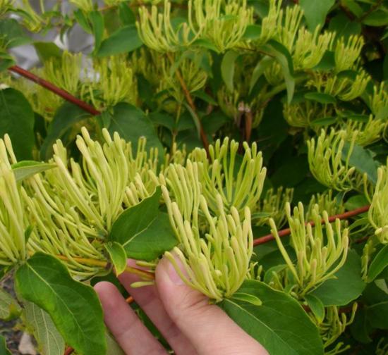 岳阳菊花种植基地