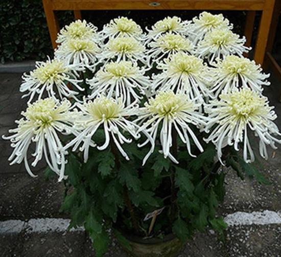 固原泉香水长菊花