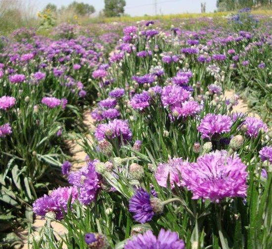 吉林 菊花种植